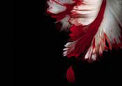New Moon